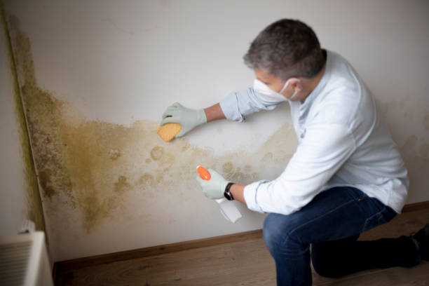 Best Post-Remediation Verification Testing  in Fraser, CO